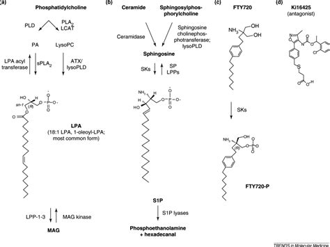 Emerging Medicinal Roles For Lysophospholipid Signaling Trends In