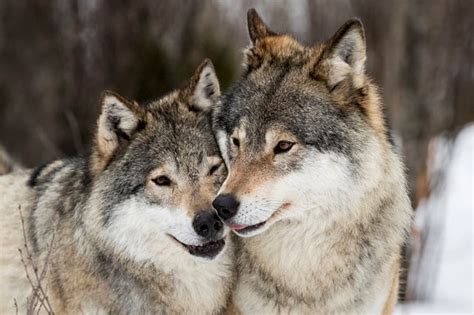 New Study Reveals The Origin Of Swedens Wolves The Local