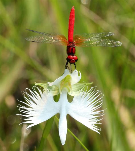 Facts About The White Egret Orchid Orchids Plus