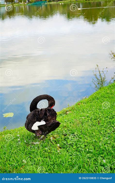 Black Swan In Lake Morton At City Center Of Lakeland Stock Image