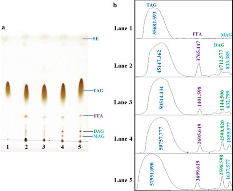 Tlc Analysis Of Extracted Lipids A Separation Of Total Lipid Extracted