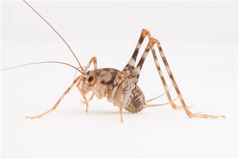 Giant Cave Cricket