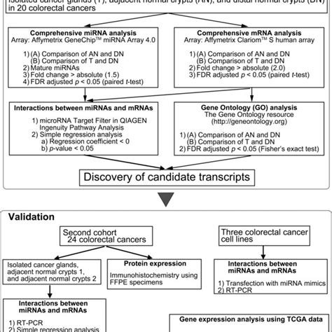 Workflow Of This Study First We Examined The Differences In Mature