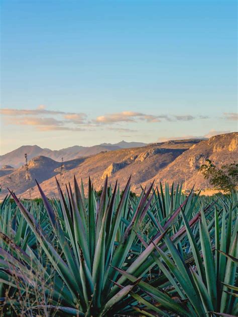 Blue Agave (Restaurants and Guide)