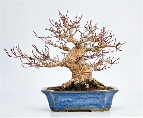 Bonsai Fächerahorn Acer palmatum Shohin 17cm Video SW11544