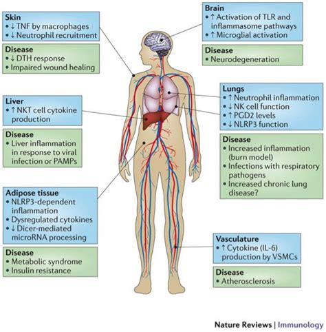 The Effects Of Ageing In Various Organ Systems Can Lead To A Number Of