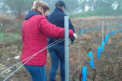 El Alumnado Del Curso En Vitivinicultura Instala El Sistema De