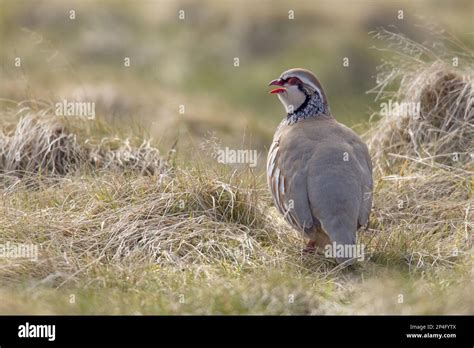 Red Legged Partridge Alectoris Rufa Adult Calling Standing On Grass