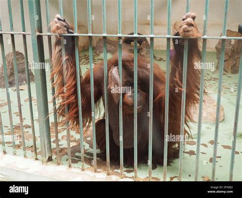 Sad Orangutan Behind Bars Orangutans Orang Utan Forest Man Pongo