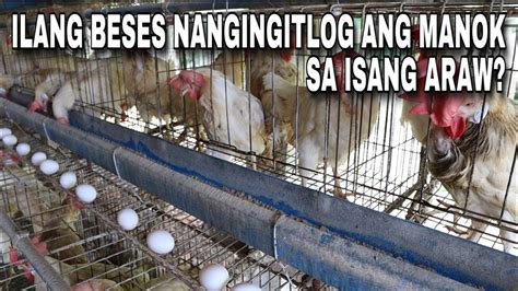 Uri Ng Manok Na Nangingitlog