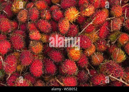 El Rambutano Nephelium Lappaceum Es Un Rbol Tropical De Tama O