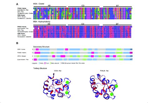 Multiple Sequence Alignment MSA And Structural Comparison Of