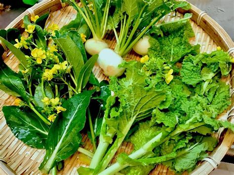 春野菜の栽培｜種まきや植え付けはいつ？旬に食べたい10種類｜🍀greensnap（グリーンスナップ）