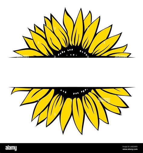 Sunflower Monogram Template Split Sunflower Hand Drawn Vector