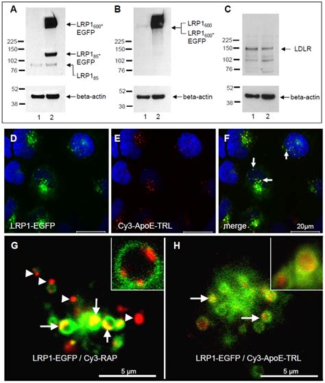 Lrp Dependent Sorting Of Apoe And Rap Cell Lysates From Egfp Lane