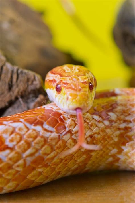 Beautiful Red Albino Corn Snake Reptile On Yellow Green Blurred Stock