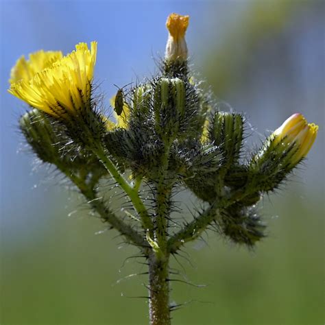 Wiesen Habichtskraut Hieracium Caespitosum Wiesen Habich Flickr