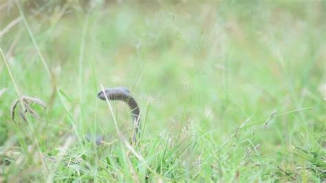 Cobra Levantando La Cabeza Advirtiendo Un Ataque De Serpiente Lento