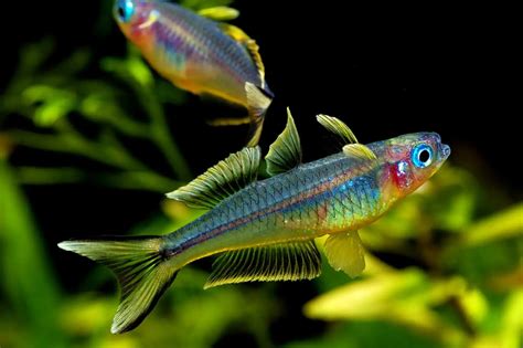 Forktail Rainbowfish Pseudomugil Furcatus Aquapets Kowloonaquarium