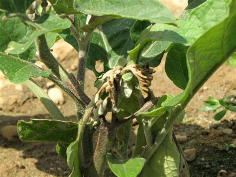 Phytophthora blight on eggplant | Vegetable Pathology – Long Island Horticultural Research ...