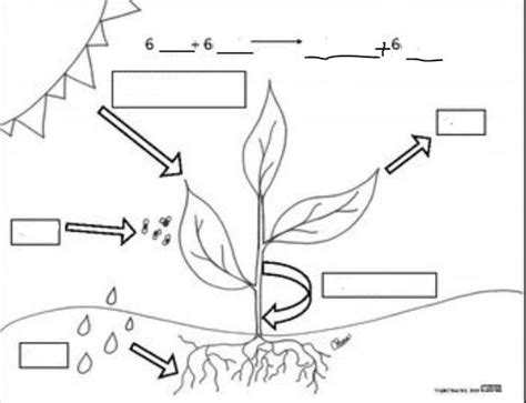 Simple Diagram Of Photosynthesis Process Photosynthesis Fre