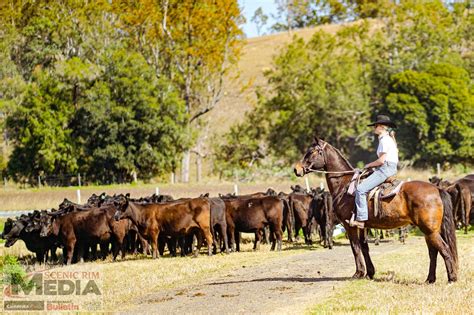 Australian Cattle Herd To Ease To 286 Million Head Beaudesert Bulletin