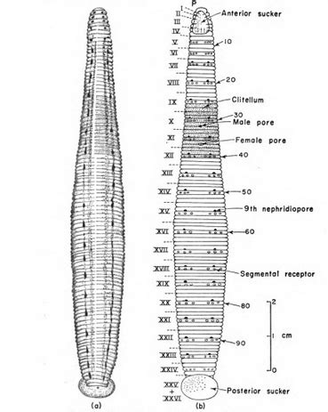 taxo4254 - Hirudinaria manillensis