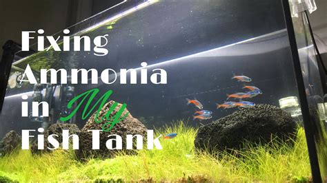 How To Fixing Ammonia In My Fish Tank Youtube