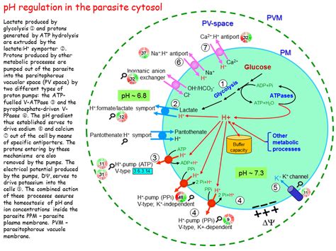 pH regulation in the parasite cytosol