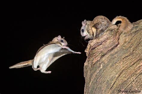 Photographer Captures Amazing Flying Squirrels In Action Nature Ttl