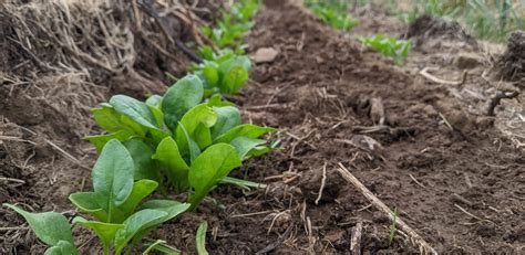 Semis D Pinard Nos Conseils Pour Le R Ussir Terra Potager