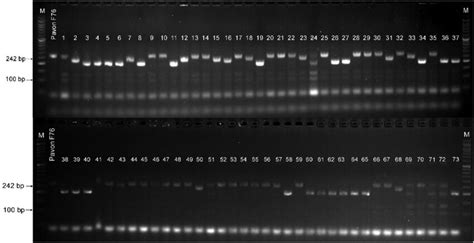 Electropherogram Showing The Presence Of Molecular Marker Xwmc44 In