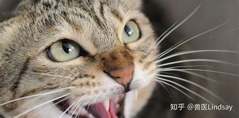 什么是猫应激？猫应激的原因、表现和影响？怎么解决猫应激？ 知乎