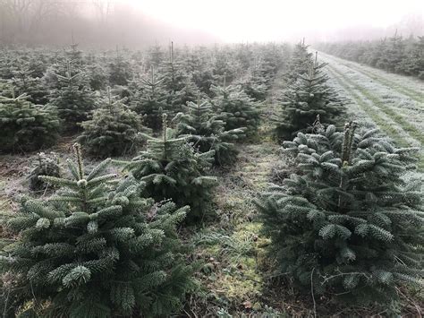 frosty trees 3 – Warwickshire Christmas Tree Farm