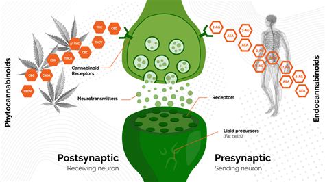 Everything You Need To Know About Cannabinoids