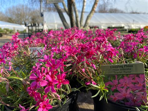 Red Creeping Phlox