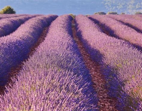 The 10 Best Places To See Lavender Farms In Maryland 2023