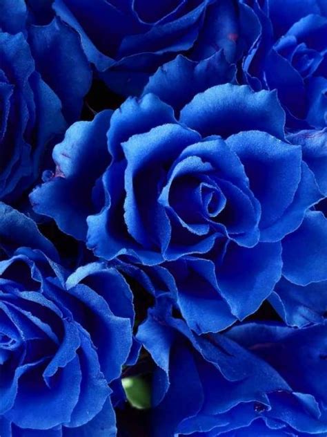 Symbolism Of Blue Roses And Spiritual Meaning Sarah Scoop