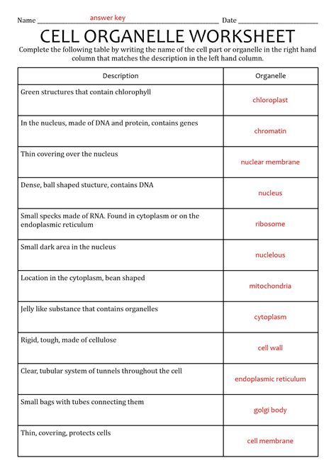 Best Images Of Cells And Their Organelles Worksheet Cell