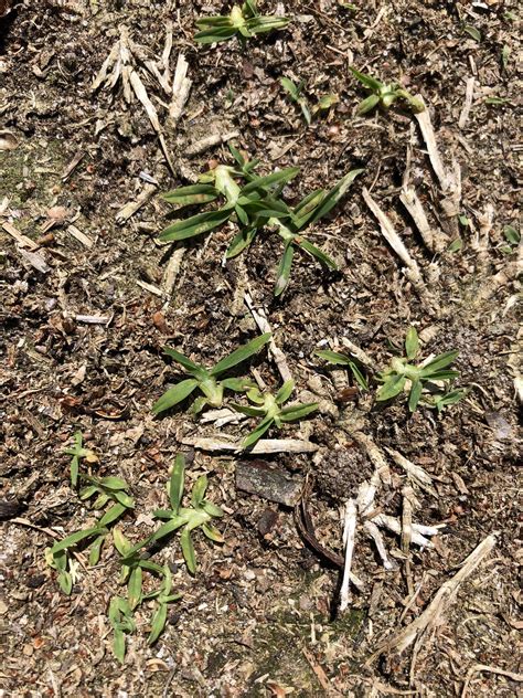 Goosegrass Emergence - Turf Diseases