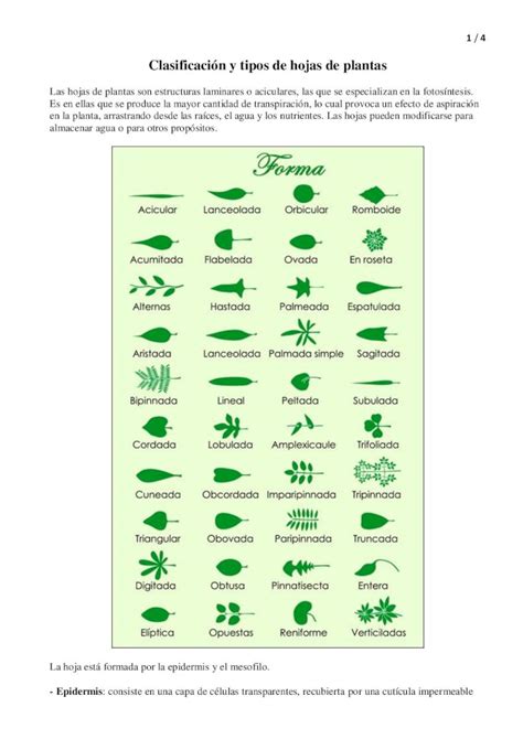 Pdf Clasificación Y Tipos De Hojas De Plantasceiplazafra Es