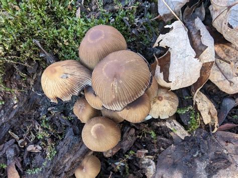 Coprinellus Sect Micacei From Liberty Township IN USA On November 22