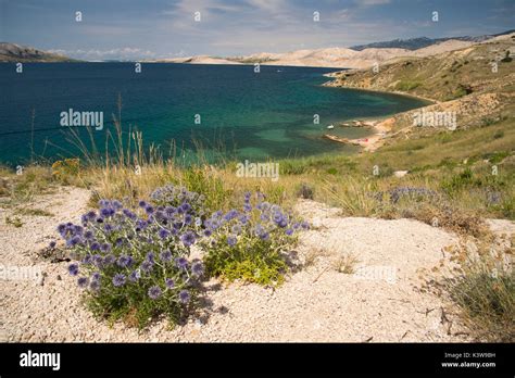 Croatia Flowers Plants High Resolution Stock Photography And Images Alamy