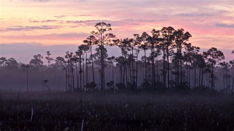 A Stand Of Slash Pines And Sawgrass Prairie Everglades National Park