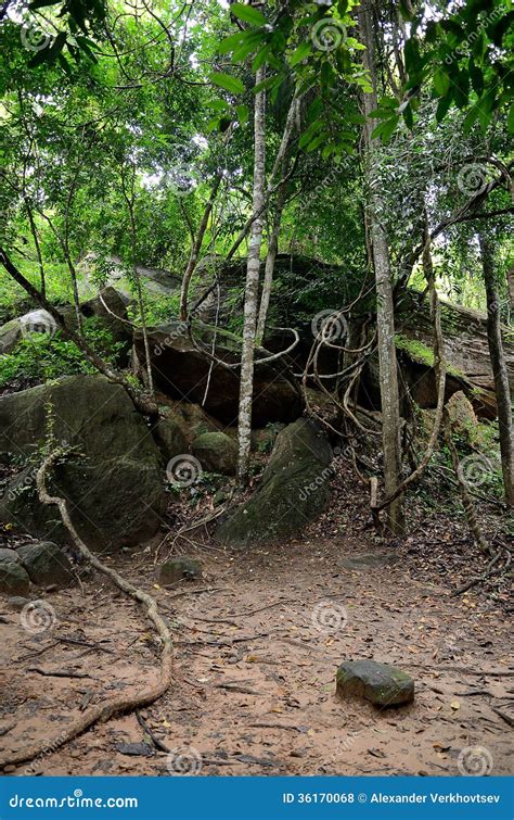 Cambodian jungle stock photo. Image of plant, tropical - 36170068