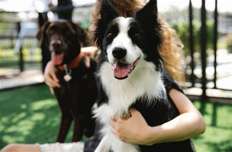 Técnicas de Adiestramiento positivo para tu Border Collie