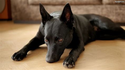 Owczarek Australijski Kelpie Mordka Na Pulpit