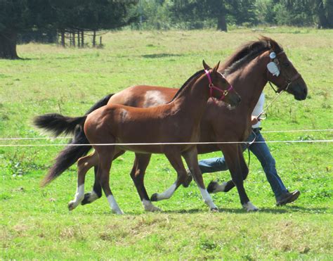 Elevage du Peupé Chevaux Franches Montagnes