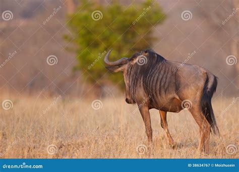 Wild Beest Migration In Tanzania Stock Image Image Of East Color