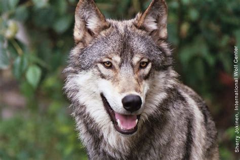International Wolf Center Offers New Programs About Wolves After Delisting